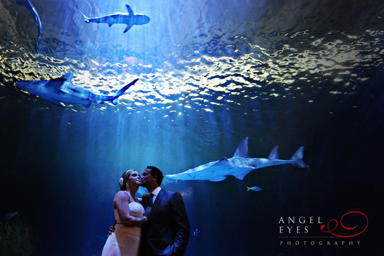 Shedd aquarium Chicago after wedding shoot unique wedding photos sharks with bride groom