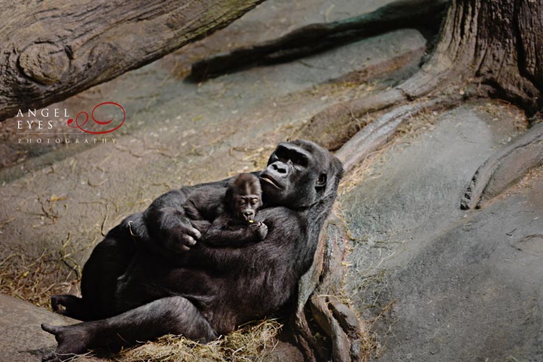 Brookfield Zoo wedding &  reception, Fun and different wedding  venue, Angel Eyes Photography Chicago (5)