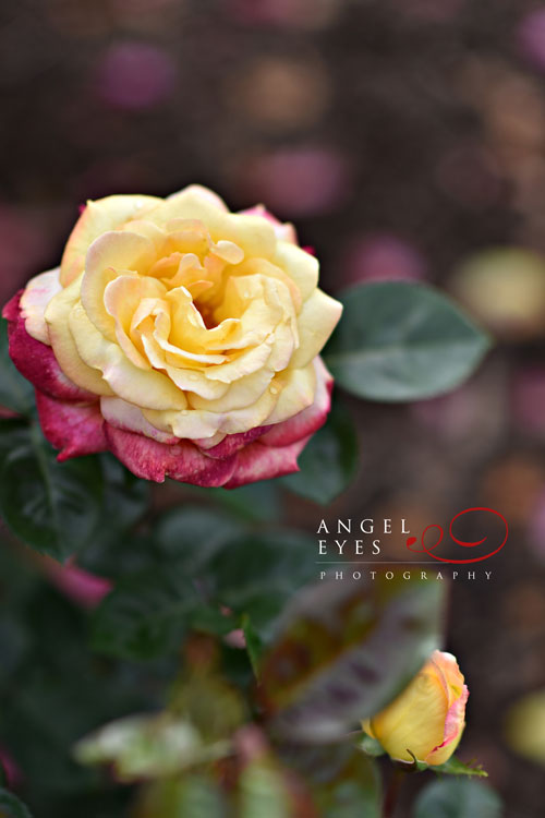 Surprise engagement proposal at the Chicago Botanic Garden, Chicago surprise proposal photographer (7)