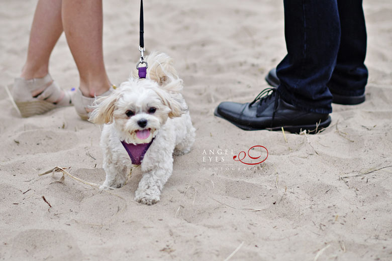 Chicago engagement photos, Save-the-date, Evanston, portrait session with dog (13)