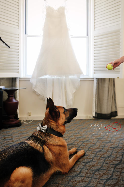 Hilton Orrington, Evanston Illinois on Chicago's North Shore wedding photos, pet friendly hotel Chicago (10)