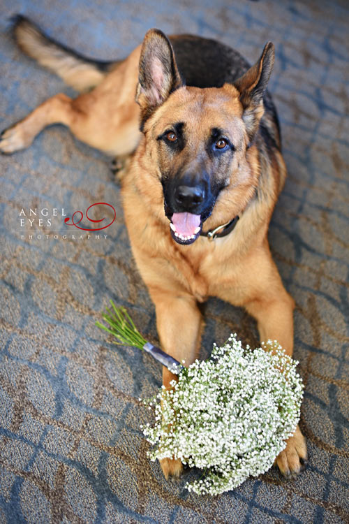 Hilton Orrington, Evanston Illinois on Chicago's North Shore wedding photos, pet friendly hotel Chicago (5)