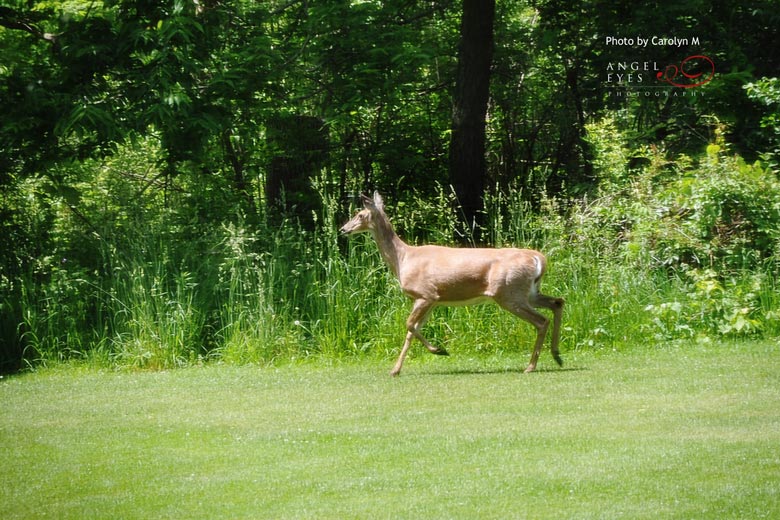 deer-at-a-wedding-the-grove-in-glenview-the-redfield-estate-wedding-reception
